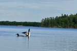2-Loons