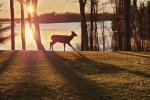 Deer-at-Dawn