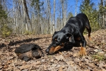 Dog-Meets-Turtle