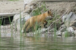 Fox-on-shore