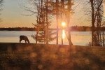 Grazing-Deer