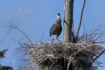 Heron-in-Nest
