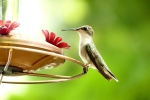 Hummingbird