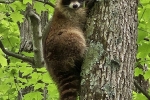 Raccoon