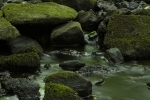 Rock_Mosster