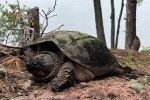TurtleGardener