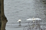 WhiteBirds