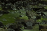 crocodile_rocks