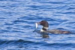 Loon-Parent-with-fish