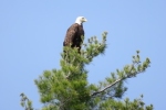 Bald-Eagle-striking-a-pose-on-one-of-the-islands