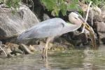 Blue-Heron-having-a-snack-on-shore